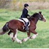 denastanchfield